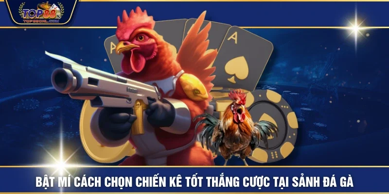 Bật mí cách chọn chiến kê tốt thắng cược tại sảnh đá gà