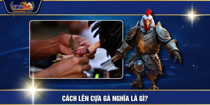Cách lên cựa gà nghĩa là gì?