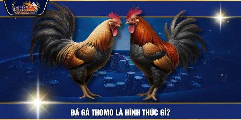Đá gà thomo là hình thức gì?