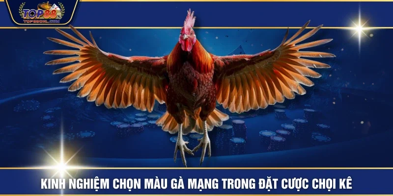 Kinh nghiệm chọn màu gà mạng trong đặt cược chọi kê