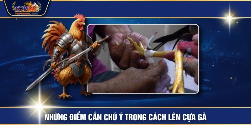 Những điểm cần chú ý trong cách lên cựa gà